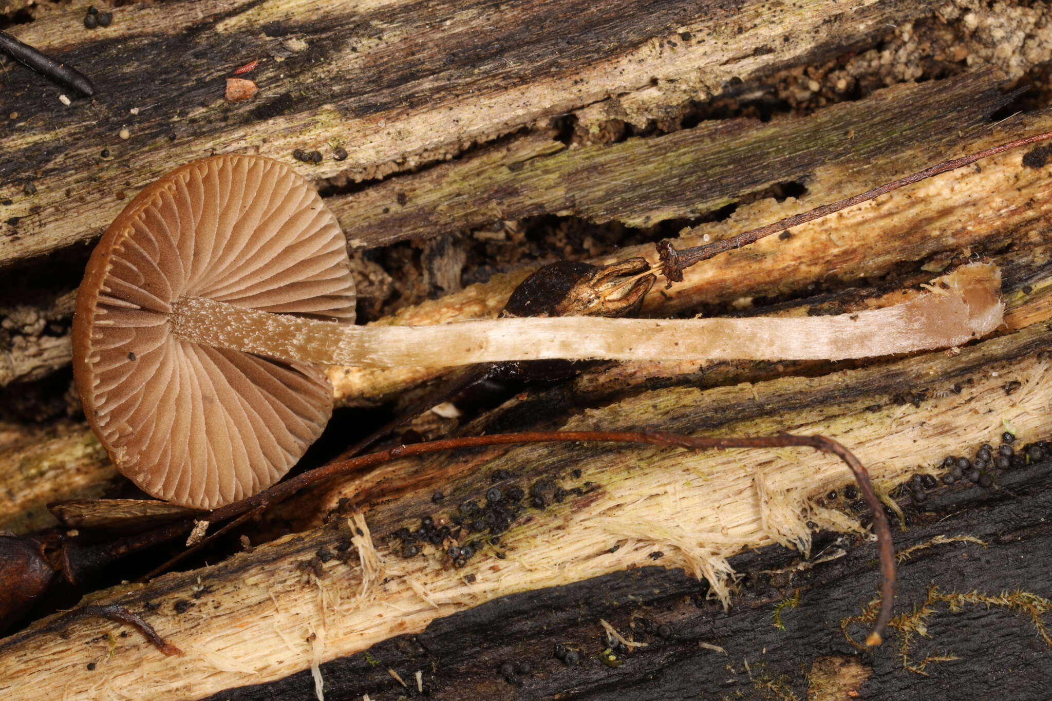 Imagem de Psathyrella psammophila A. H. Sm. 1972