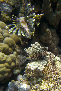 Image of Red lionfish