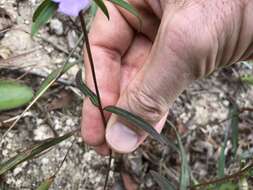 Image of Osbeckia chinensis L.