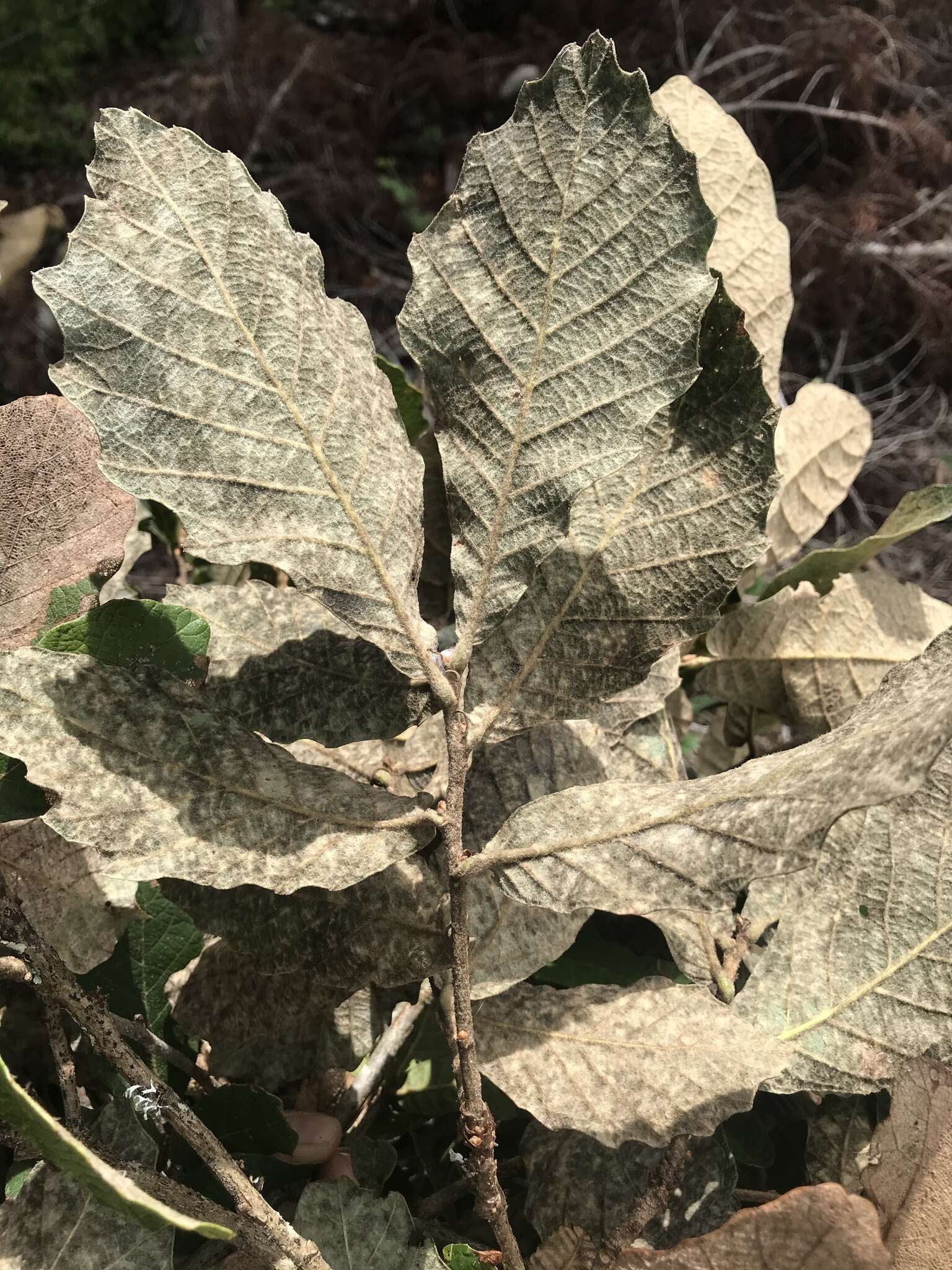 صورة Quercus peduncularis Née