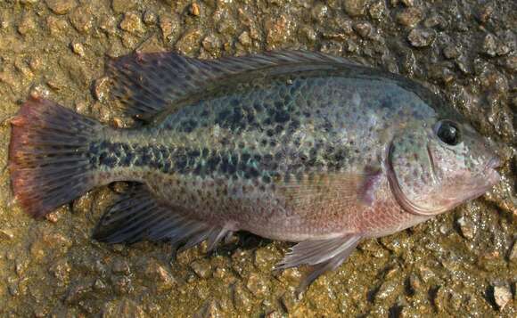 Vieja bifasciata (Steindachner 1864) resmi