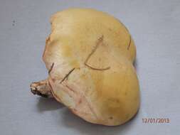 Image of Suillus kaibabensis Thiers 1976