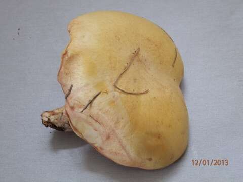 Image of Suillus kaibabensis Thiers 1976