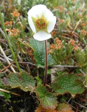 Image of Geum uniflorum J. Buch.