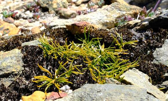 Image of Drimia convallarioides (L. fil.) J. C. Manning & Goldblatt