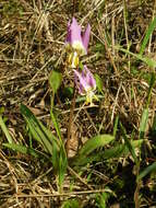 Imagem de Erythronium sibiricum (Fisch. & C. A. Mey.) Krylov