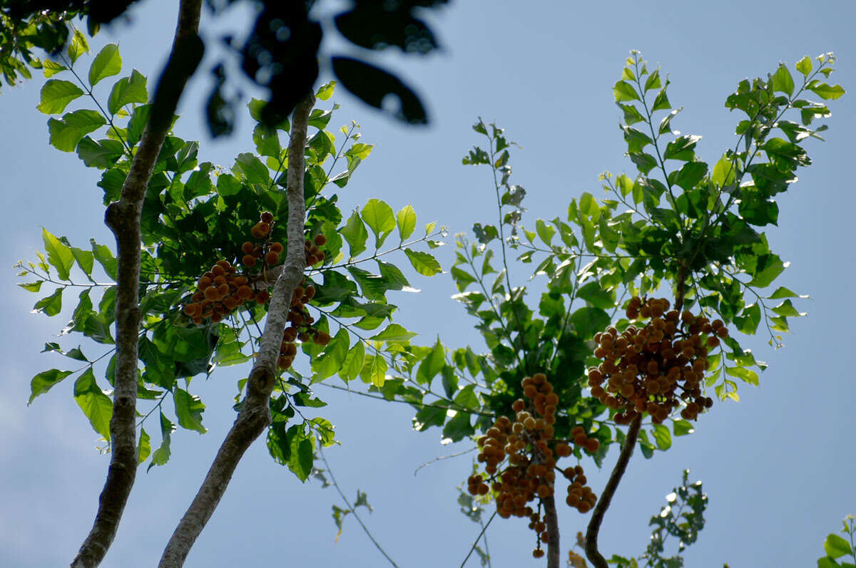 Sivun Dysoxylum gaudichaudianum (Juss.) Miq. kuva