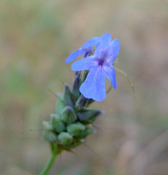Image of <i>Lavandula bipinnata</i> (Roth) Kuntze