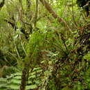 Image of Hymenophyllum pulcherrimum Col.