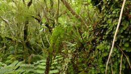 Image de Hymenophyllum pulcherrimum Col.