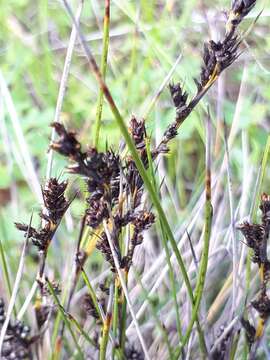 صورة Gahnia lanigera (R. Br.) Benth.