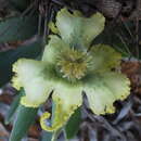 Image of Ferraria macrochlamys subsp. macrochlamys