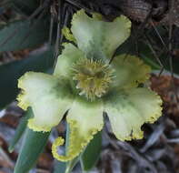 Image of Ferraria macrochlamys subsp. macrochlamys