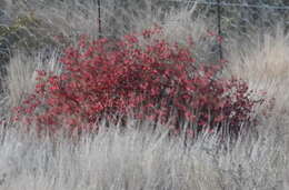 Image of Hermannia stricta (E. Mey. ex Turcz.) Harv.