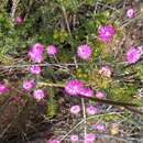 Image of Drosanthemum lique (N. E. Br.) Schwant.