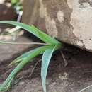 Image of Ledebouria ensifolia (Eckl.) S. Venter & T. J. Edwards