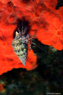 Image of rocky-shore hermit crab