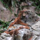 Image of Steatoda retorta González 1987