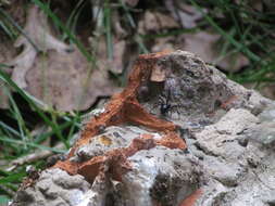 Image of Steatoda retorta González 1987