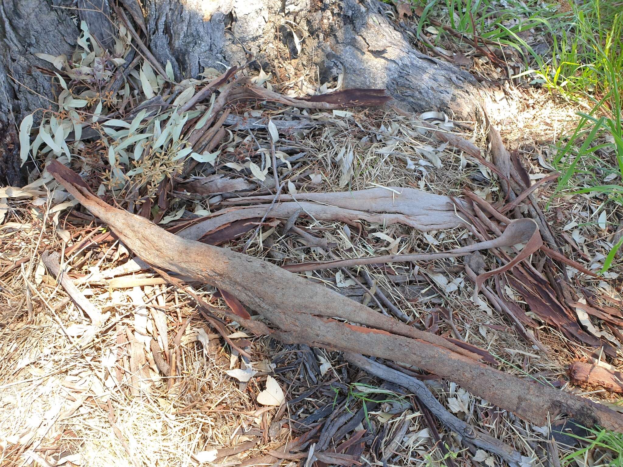 Image of Blakely's Red Gum