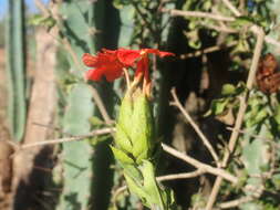 Image of Crossandra humbertii Benoist