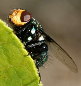 Image of Amenia chrysame (Walker 1849)