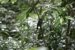 Image of Black-hooded Antshrike