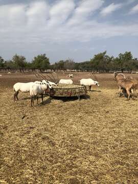 Image of Arabian Oryx