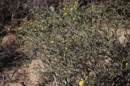 Image of Osteospermum spinosum L.