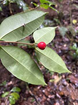 Image of Christmas cherry