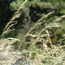 Image of tall oatgrass