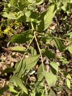 Image of Palmer's goldenrod