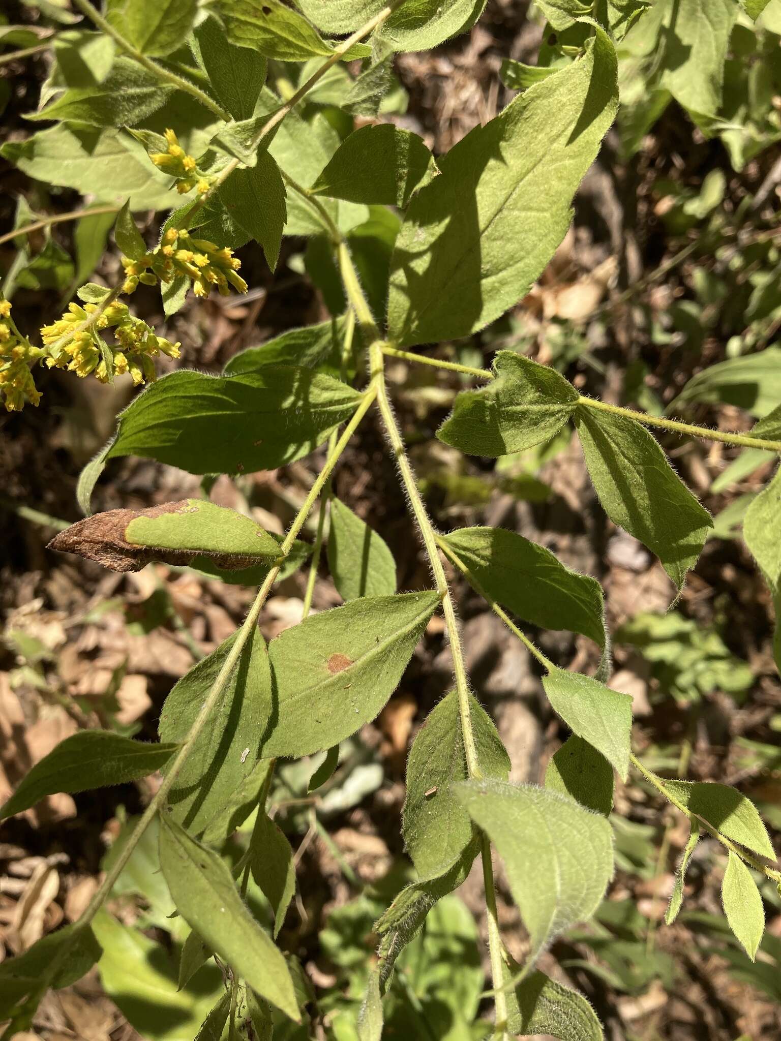 Image of Palmer's goldenrod