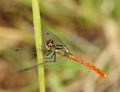 Image of Eastern Pygmyfly