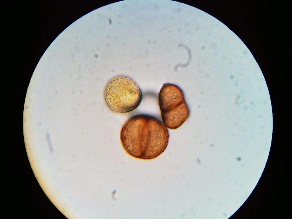 Imagem de Puccinia orbicula Peck & Clinton 1878