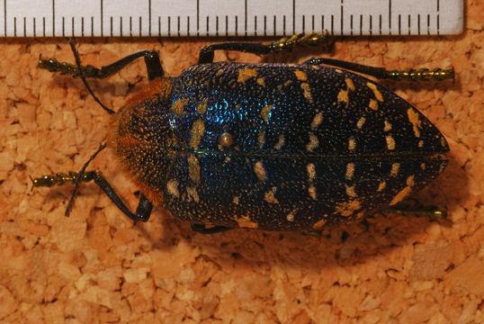 Image of <i>Julodis clouei</i>
