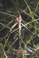 Image of Southern spider orchid