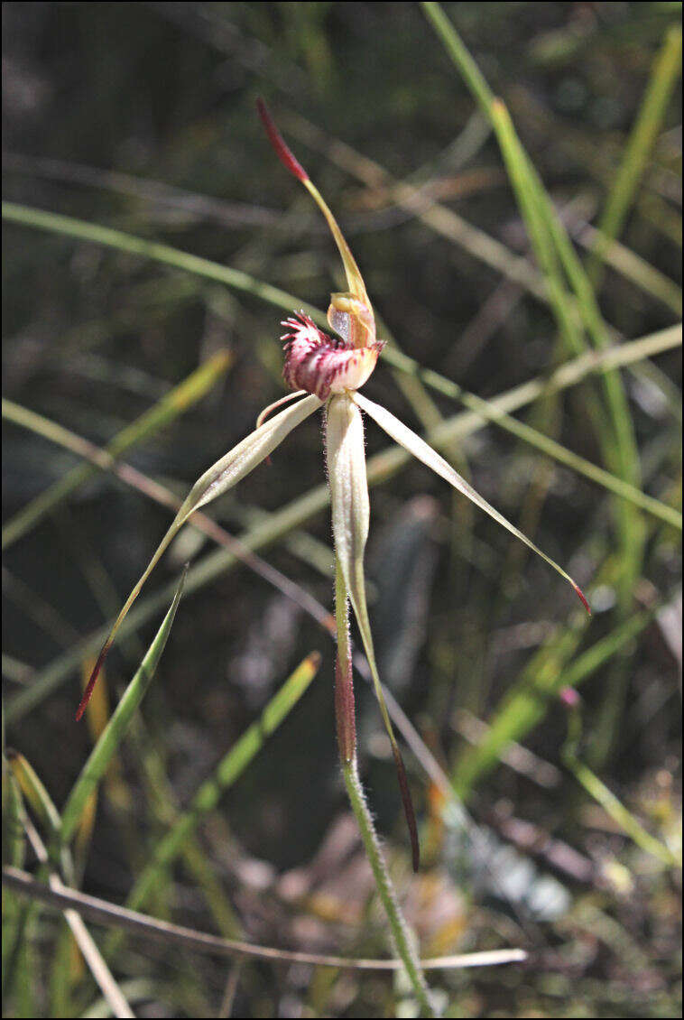 Image of Southern spider orchid