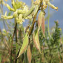 Image of Howell's milkvetch