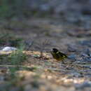 Image of Vietnamese Greenfinch