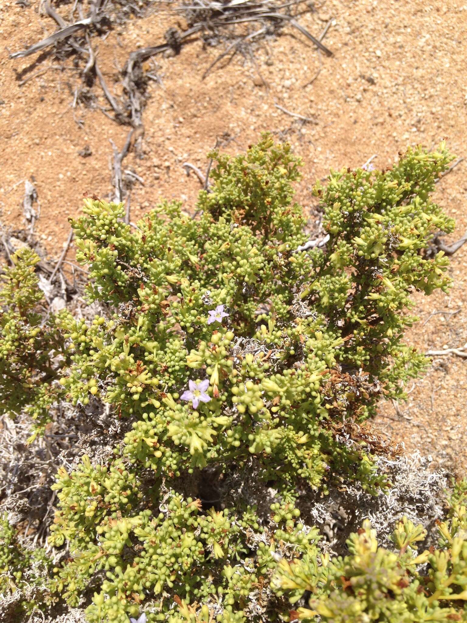 Nolana divaricata (Lindl.) I. M. Johnston resmi