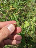 Imagem de Bromus texensis (Shear) Hitchc.