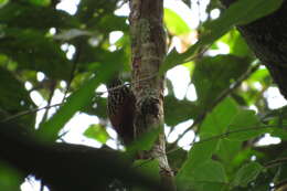 Image of Black-striped Woodcreeper