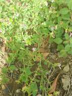 Cuphea strigulosa Kunth的圖片