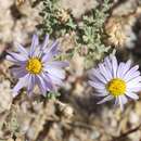 Image of Common Desert Tansy-Aster