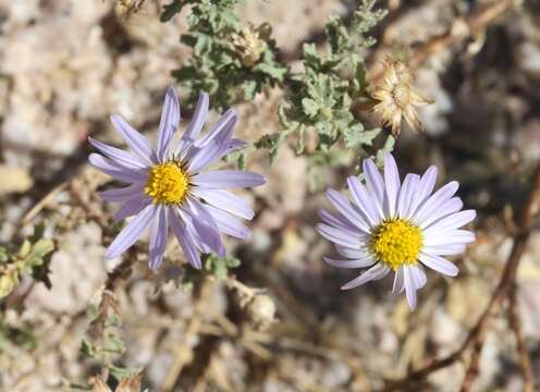 Image of Common Desert Tansy-Aster
