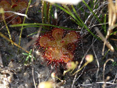Image of Drosera sessilifolia St. Hil.