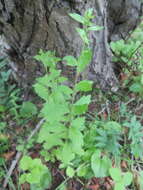 Image of Artemisia keiskeana Miq.