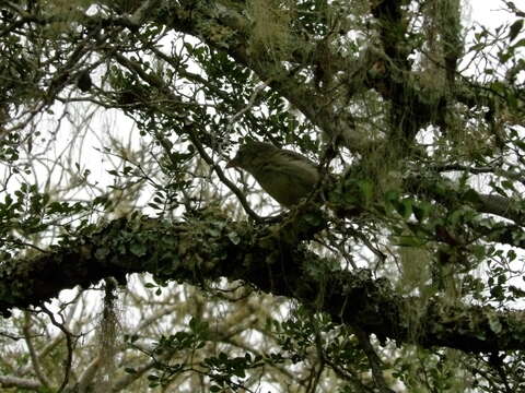 Image of Woodpecker Finch