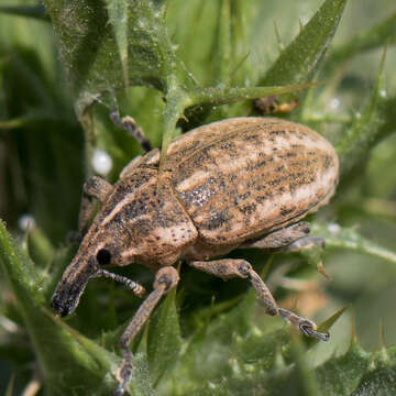 Image of Larinus ursus Germar 1824